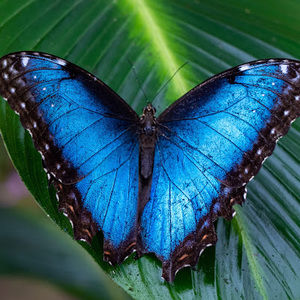 Meet your Posher, Alfred joshua